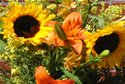 Flower 1